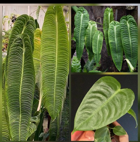 Anthurium veitchii kind of - anthurium,