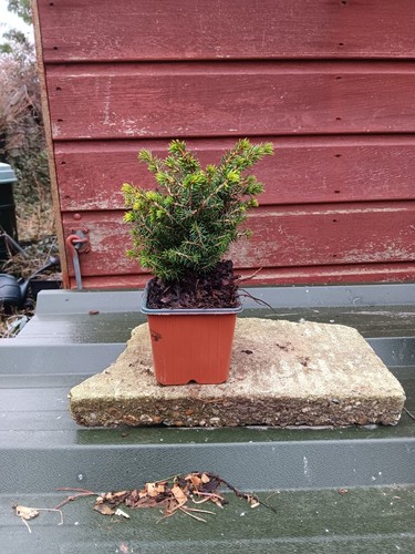 Picea abies little gem a - picea,