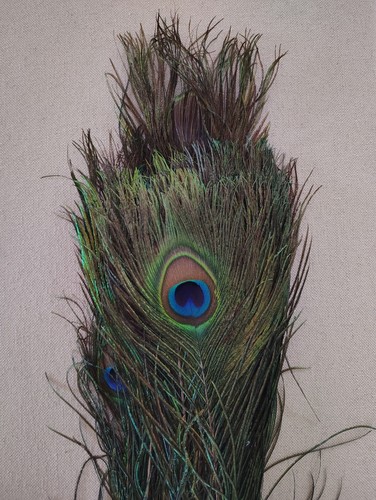 Natural peacock feathers 40pcs - peacock,