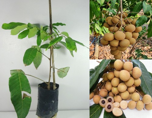 Grafted dimocarpus longan - grafted,