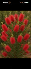 Callistemon Stunning Bottle