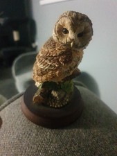 Border fine arts Tawny owl
