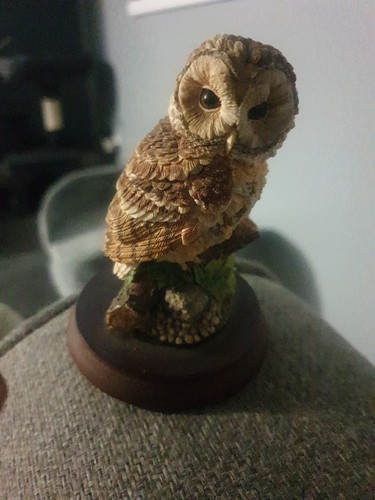 Border fine arts tawny owl - arts,