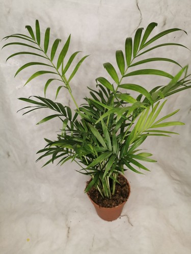 Parlour palm chamaedorea - parlour,