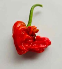20 RHPP Peter Pepper x Zoupi Chilli Seeds - UK Seller with plant passport