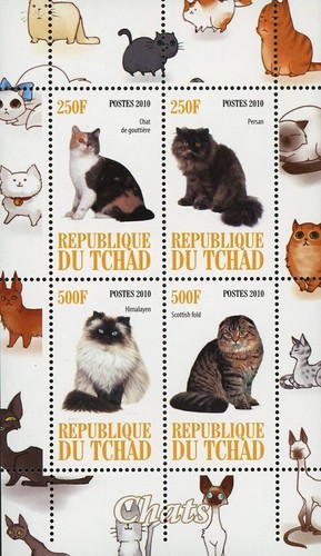 Cat pet domestic - cat,