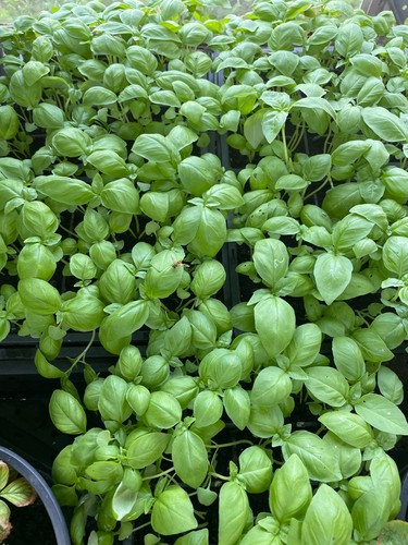 Organic basil plug - 5x,