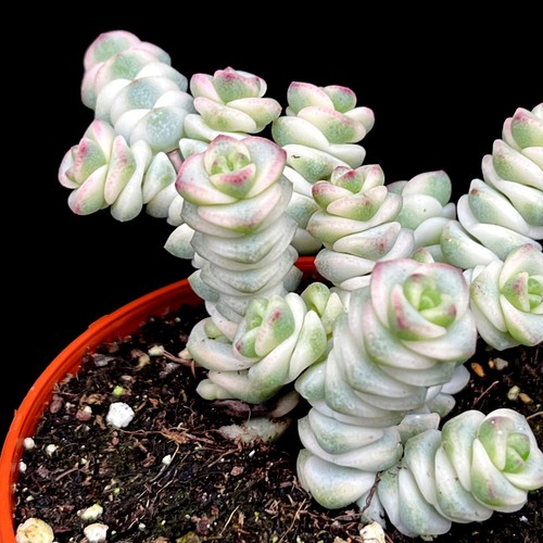 Rare crassula marnieriana - x,