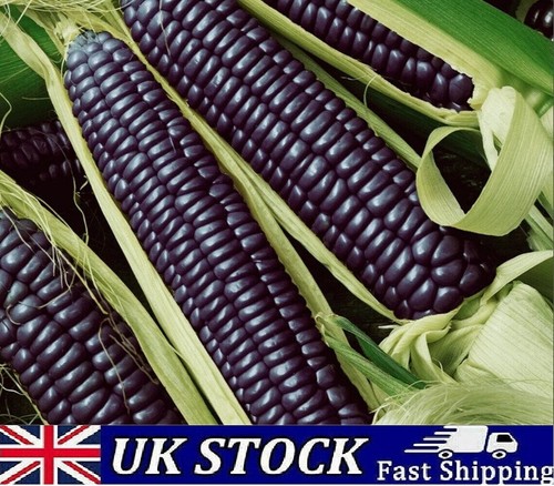 Black sweetcorn seeds - black, aztec