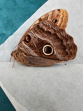 Papered Owl Butterfly