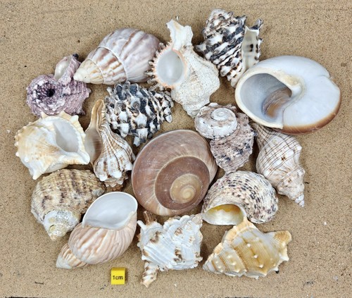 Shells for hermit crabs - hermit,