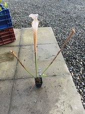 Sarracenia L78  leucophylla