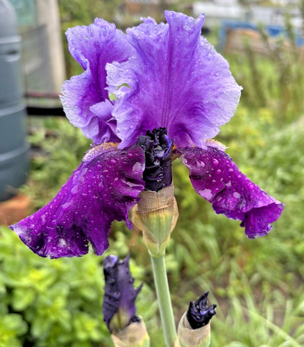Bearded iris germanica - germanica,