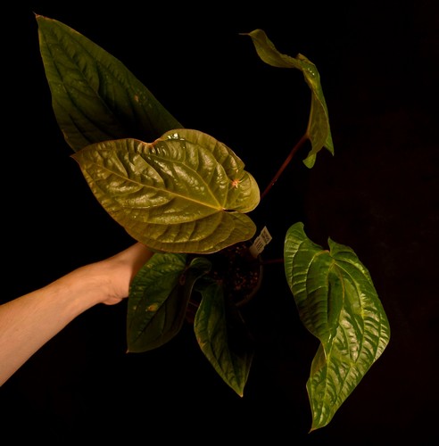 Anthurium radicans luxurians - anthurium, x