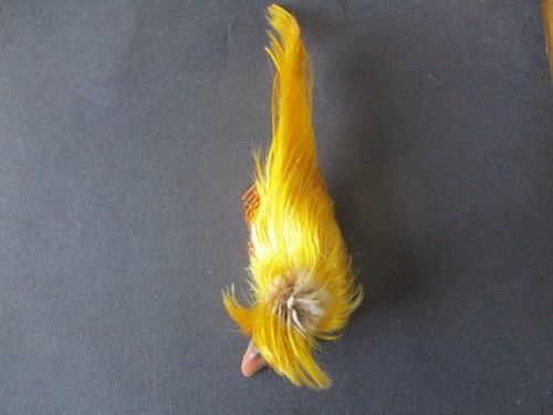 Golden pheasant head topping - head,