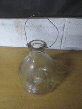 Glass Wasp Fly Flies Insect