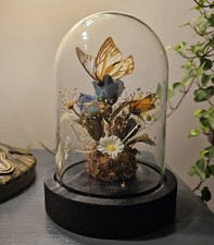 Vintage Butterfly Specimens