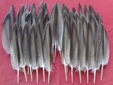 40 Mallard Duck Wing Quill