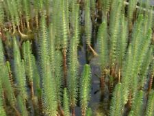 Mares Tail Oxygenating Live