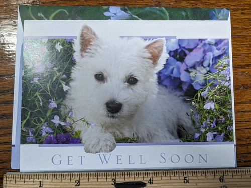 West highland white terrier - west,