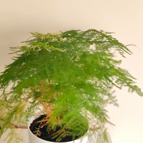 Asparagus fern - asparagus,