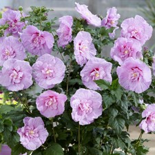 Flowering Shrub, Hibiscus