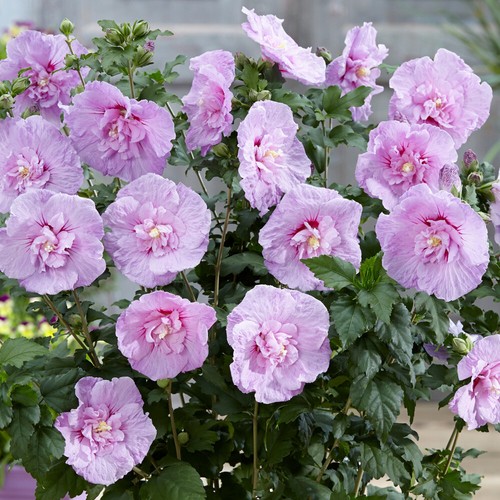 Flowering shrub hibiscus - shrub,,