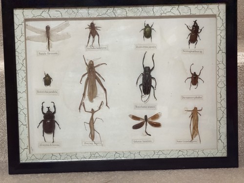 Vintage framed display 12 - display, of