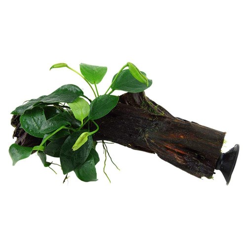 Tropica anubias barteri - anubias, var