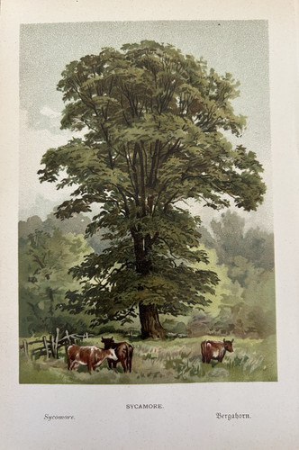 Antique print sycamore tree - sycamore,