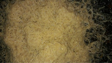 White worm Starter culture