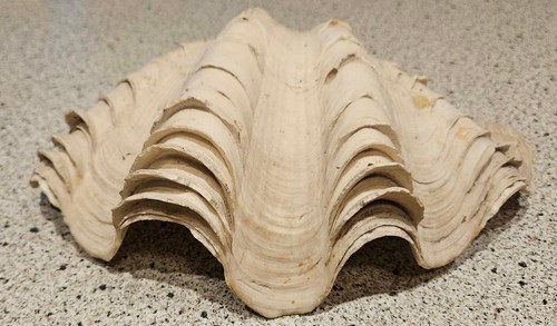 Giant white fluted ruffled - giant,