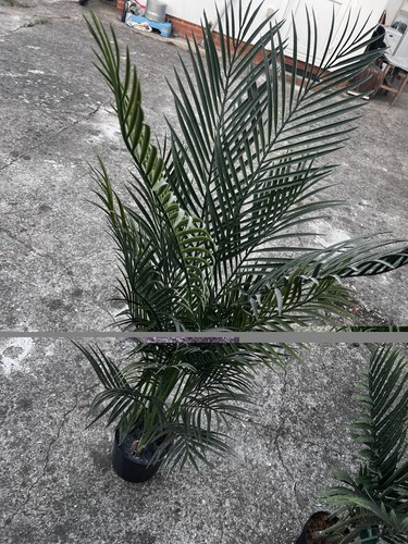 Phoenix palm tree potted - palm,