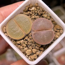 Exact Plant，2pcs Full Window Lithops lesliei C153, Living Stone