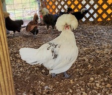 8+ Polish Hatching Eggs
