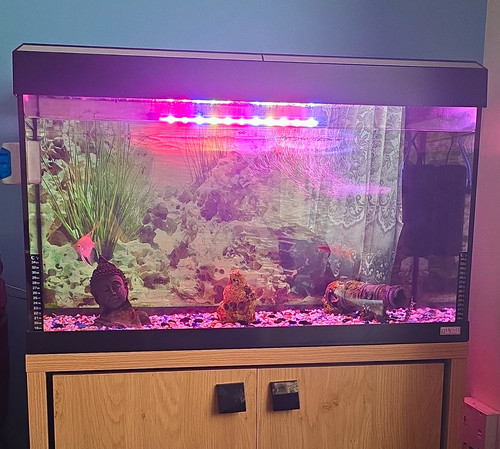 Fluval roma 125 freshwater - fluval,