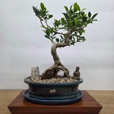 Ficus Microcarpa (Banyan Fig)