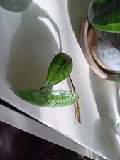 Hoya Callistophylla Healthy