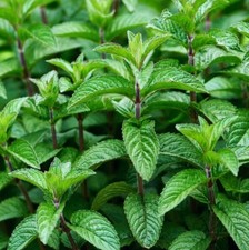 Herb Plants, Garden Mint Plants - 2 x 1 Litre Pots