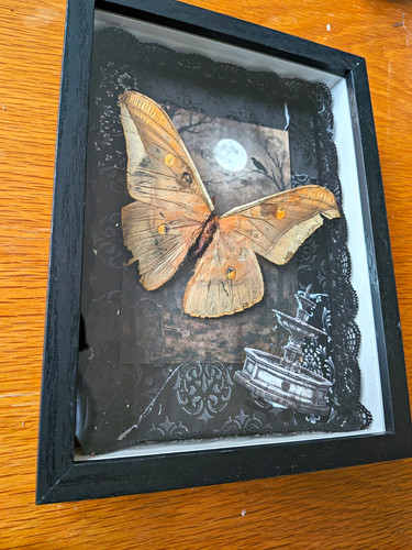Framed insect moth - framed,