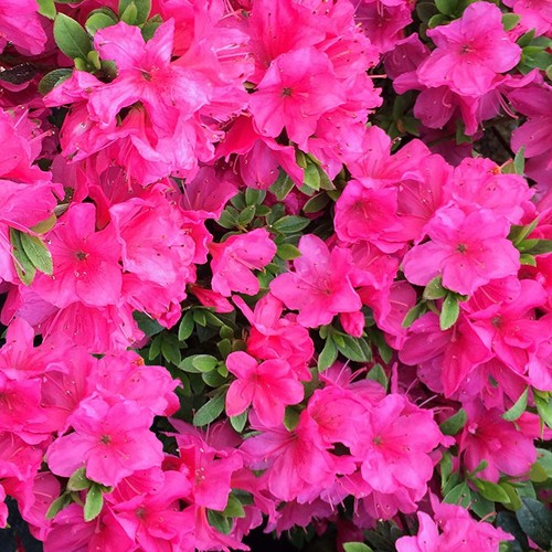 Azalea anne frank plant - azalea,