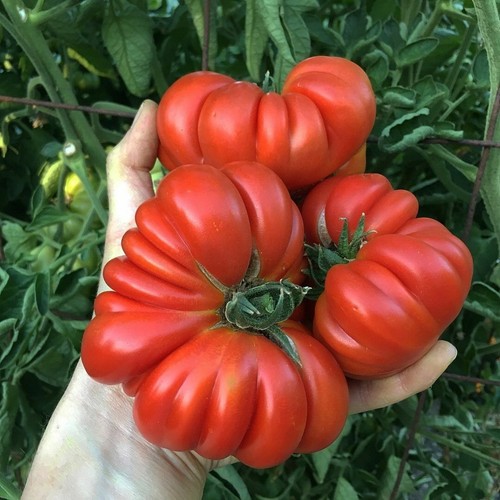 Pomodoro costoluto - pomodoro,