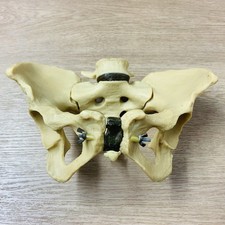 Human Body Anatomy Pelvis Bone Educational Model Anatomical