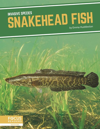 Snakehead fish invasive - snakehead,