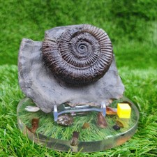 Ammonite fossil peronoceras - ammonite,