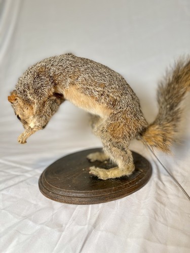 Authentic movie prop squirrel - movie,