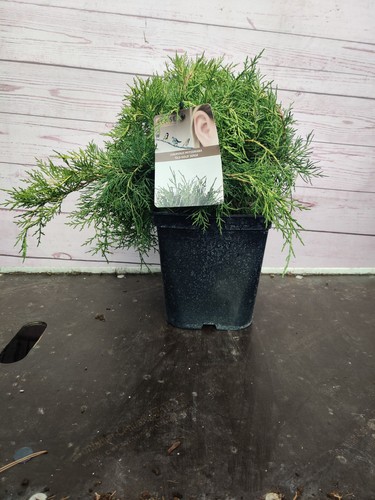 Juniperus old gold - 'old, conifer