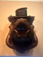 Taxidermy Boar Head