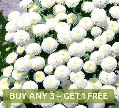 Snow ball flower dwarf 1500 - snow,