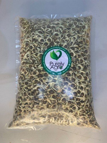 Moringa oleifera seeds - oleifera,